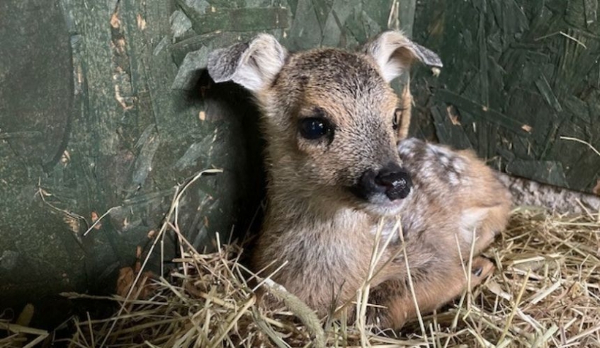 Fawns small hot sale dog rescue